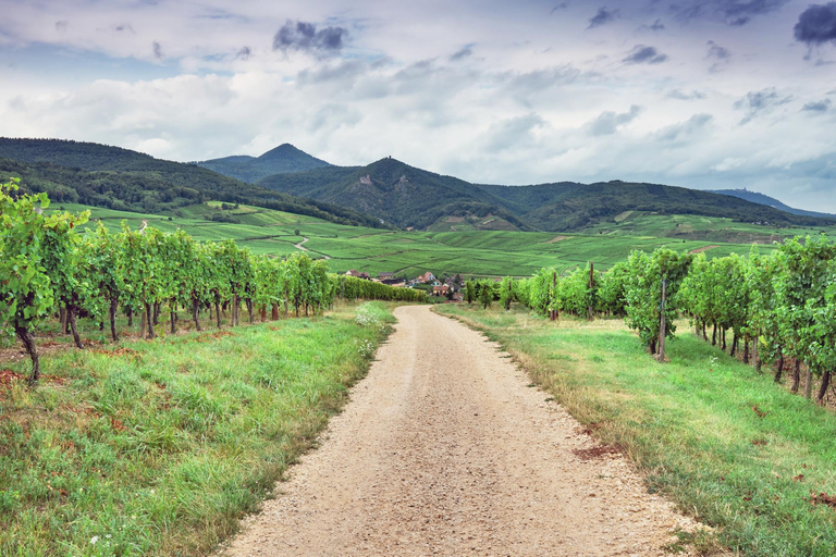 Discover the Alsace Vineyards around Colmar Decode the Vignoble d'Alsace in Orschwihr
