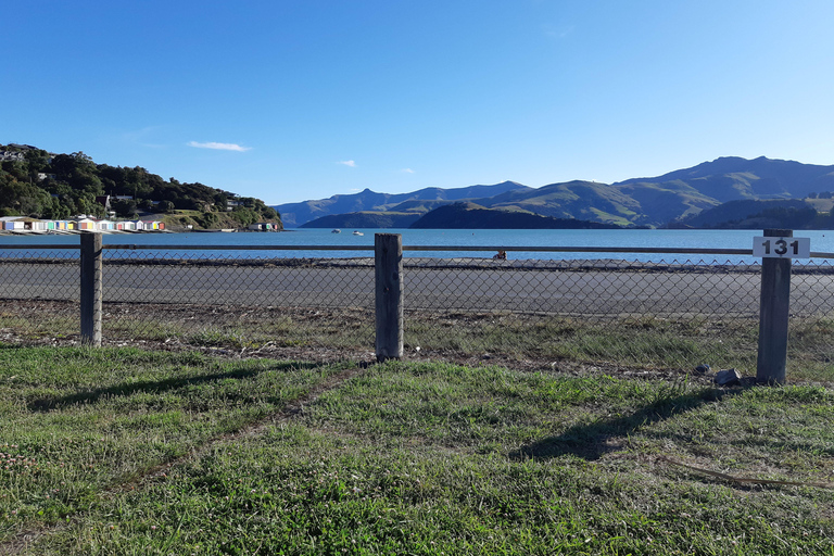 Christchurch: Excursión de un día a Akaroa y la península de Banks