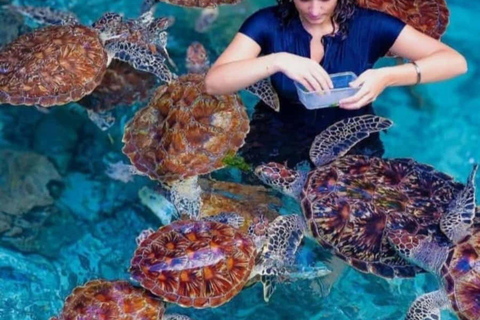 Zanzibar: Jaskinia Salaam i pływanie z żółwiamiTa opcja nie obejmuje transportu.