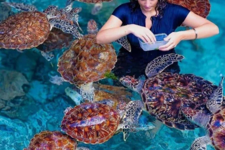 Zanzibar: Jaskinia Salaam i pływanie z żółwiamiTa opcja nie obejmuje transportu.