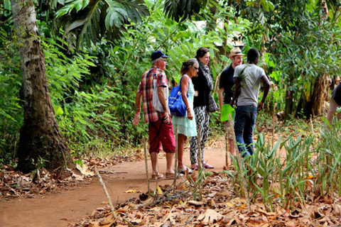 Zanzibar: Excursão a pé pela floresta de Jozani com guia de turismoZanzibar: Passeio pela floresta de Jozani e macacos colobus vermelhos de Zanzibar