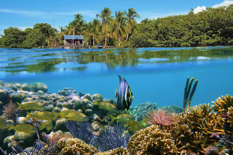 Bocas del Toro : tour en bateau de l&#039;île aux singes et de Cayo Coral