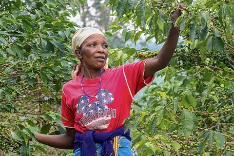 Rio de Janeiro: Coffee Farm Tour with Tasting