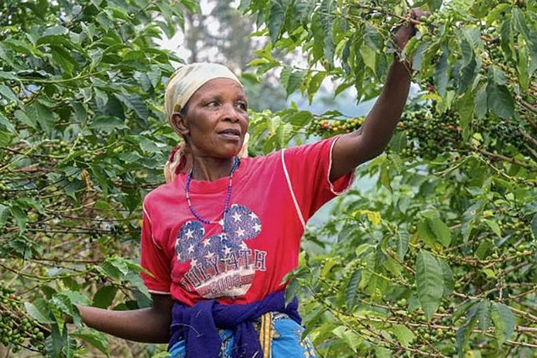 Rio de Janeiro: Coffee Farm Tour with Tasting