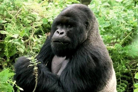 From Kampala: 3-Day Bwindi Gorilla Tracking Tour