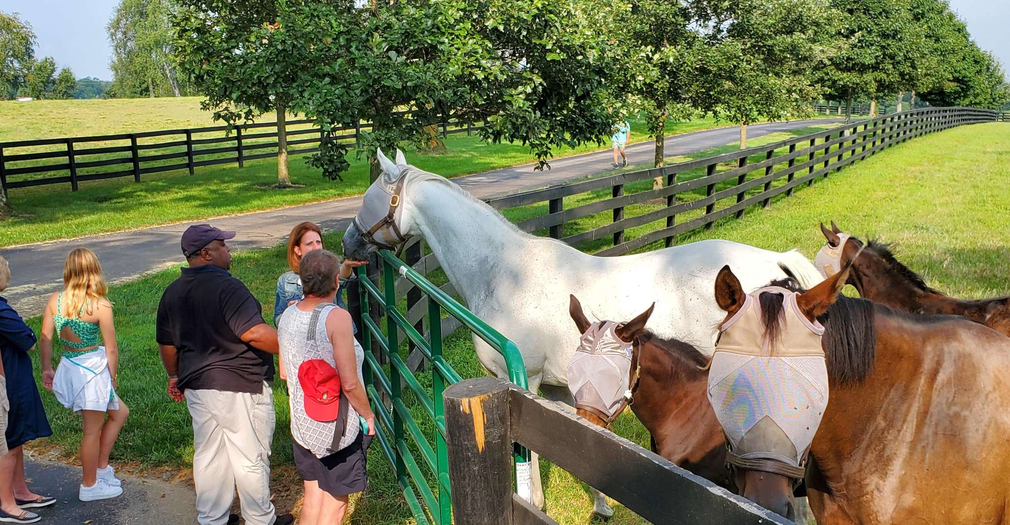 From Lexington, Kentucky Horse Farms Tour - Housity