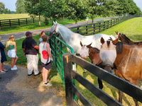 From Lexington, Kentucky Horse Farms Tour - Housity