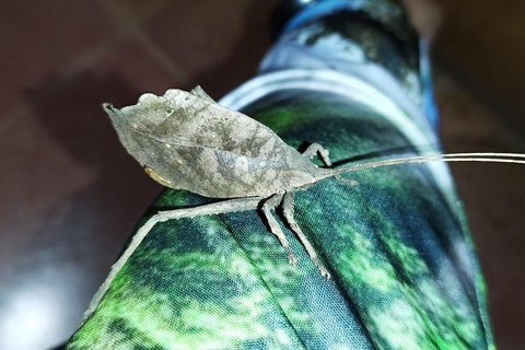 Aproveitando a vida selvagem em Monteverde