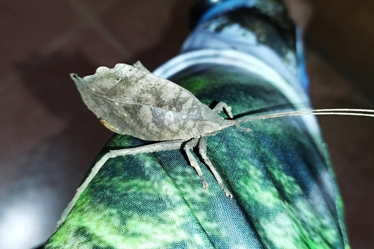 Profiter de la vie sauvage à Monteverde