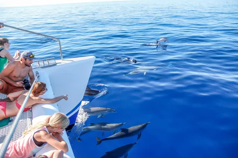 Funchal:Excursión en autobús turístico y barco turístico con ballenas y delfines