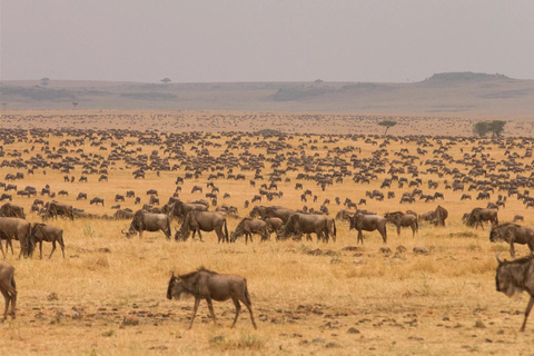 Safari de 3 jours au Serengeti et au Ngorongoro