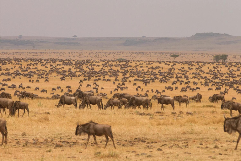 3-dniowe niesamowite safari w Serengeti i Ngorongoro