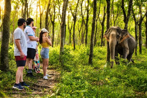 Khao Lak: Elephant Sanctuary, Waterfall & Turtle Center