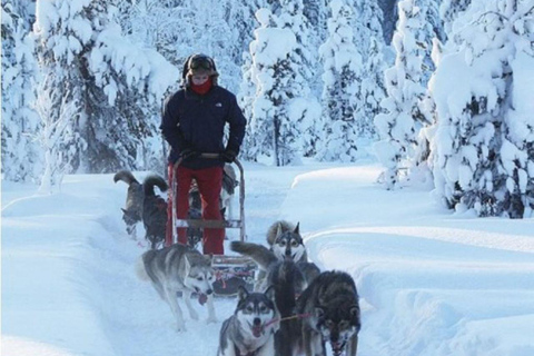 Rovaniemi: Small-Group Self-Drive Husky Experience