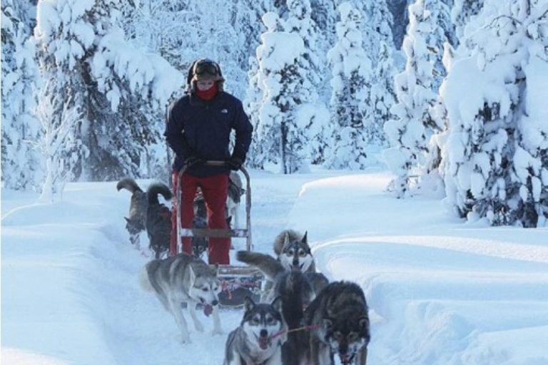 Rovaniemi: Small-Group Self-Drive Husky Experience