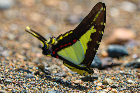 Uvita: Corcovado Rainforest & Wildlife Adventure
