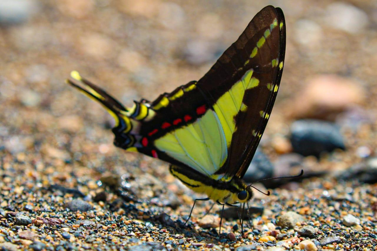 Uvita: Corcovado Rainforest & Wildlife Adventure