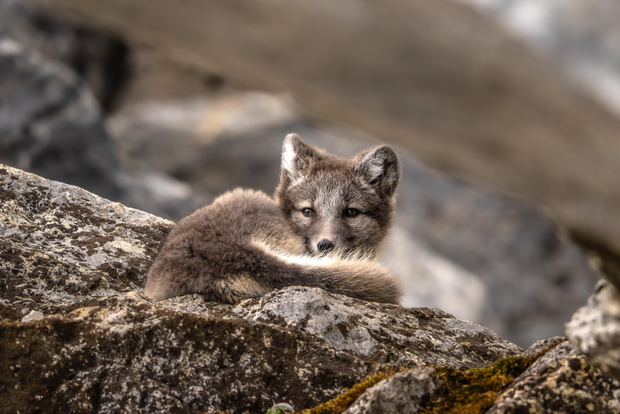 Longyearbyen: alla scoperta della fauna selvatica artica in furgone