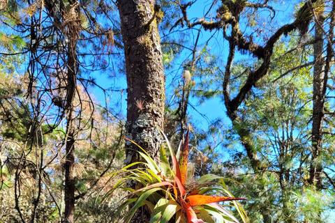 Oaxaca: Sierra Norte Ixtepeji Guided Hike & Lunch, Half-Day
