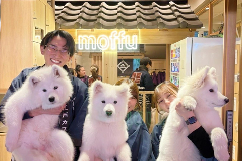 Tokyo Harajuku：30-Minute Samoyed Interaction Experience