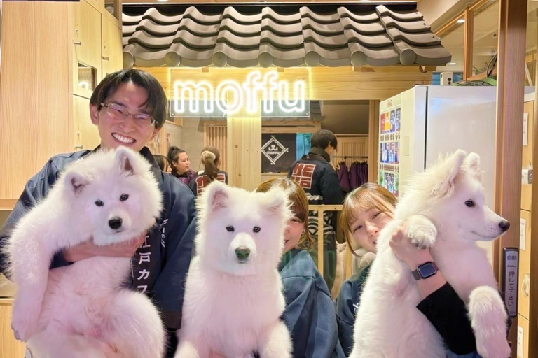 Tokyo Harajuku：30-Minute Samoyed Interaction Experience