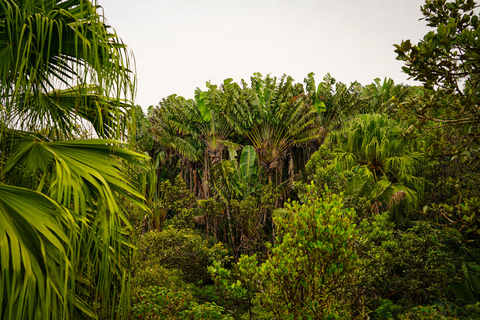 Maurice : randonnée guidée dans les gorges de la Rivière NoireMaurice : Randonnée guidée dans les gorges de la Rivière Noire