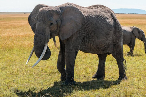From Nairobi: Private 3-Day Masai Mara Big Five Game Drive