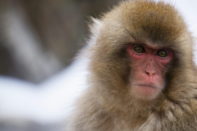 Tokyo: Nagano, Snow Monkeys and Zenko-ji Temple Private Tour