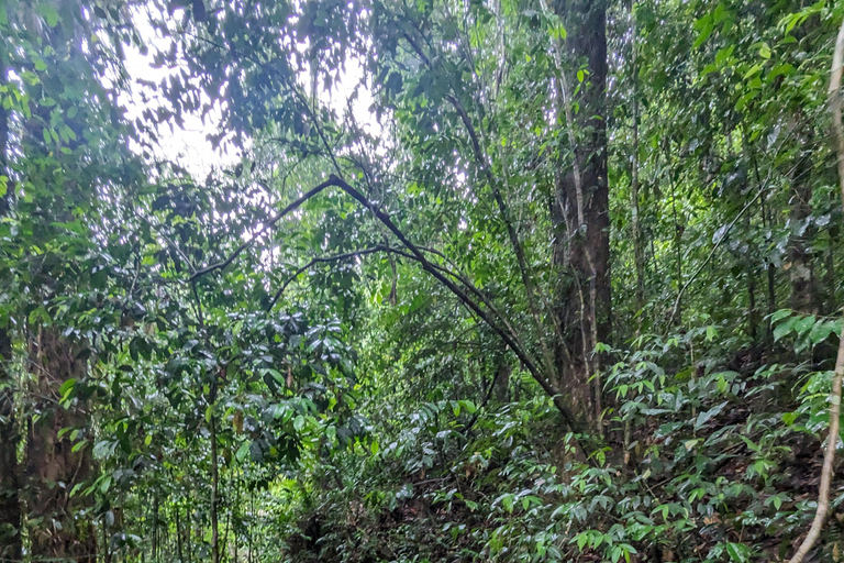 Negombo: 2-Day Sinharaja Rainforest Private Trip