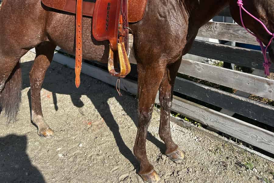 Miami: Reittour mit Kursleiter. Foto: GetYourGuide Miami: Reittour mit Kursleiter. Foto: GetYourGuide