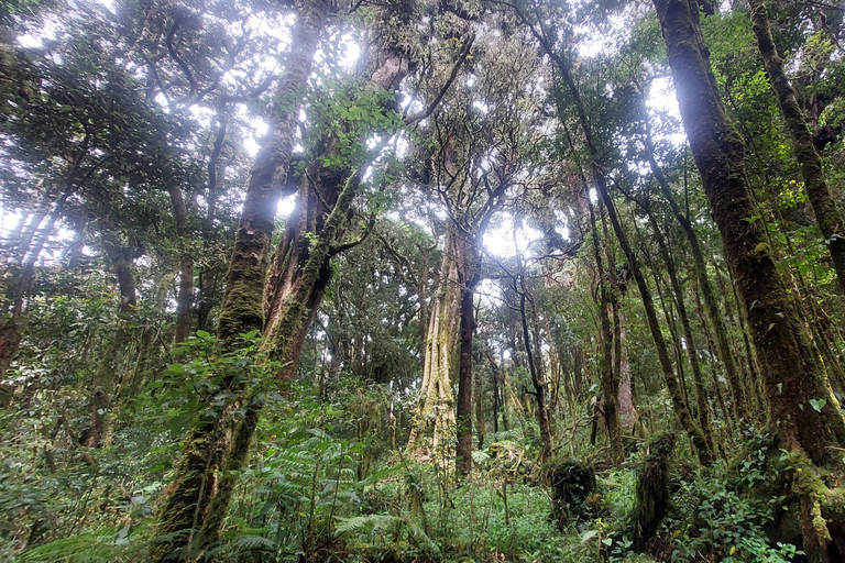 Recorrido y caminata al Volcán Barva Heredia