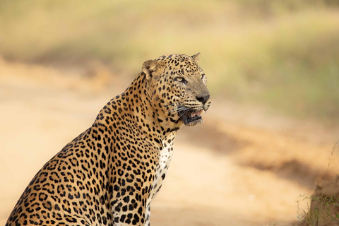 Au départ d&#039;Ella : Parc national de Yala 4*4 Safari léopard