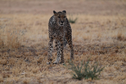 Windhoek: 3-Day Guided Safari in Etosha with Lodge
