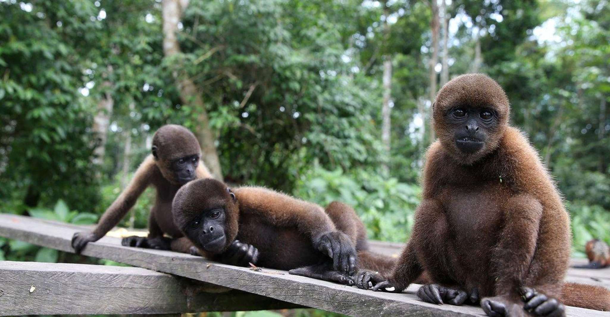 Viagem de um dia no rio Amazonas. - Hizvo
