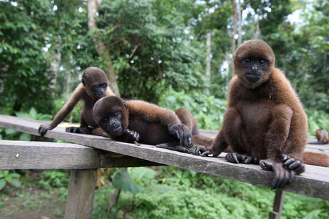 dagtrip op de amazonerivier.Bezoek aan de Rio Amazonas