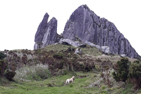 Flower Island: Van Tour