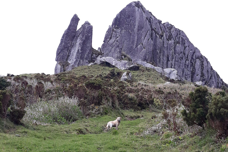 Flower Island: Van Tour