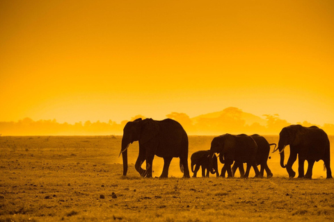 Safari de un día a Chobe desde Livingstone