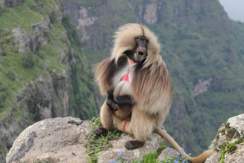 Ethiopia: 5-Day Ultimate Safari Expedition Guided Tour