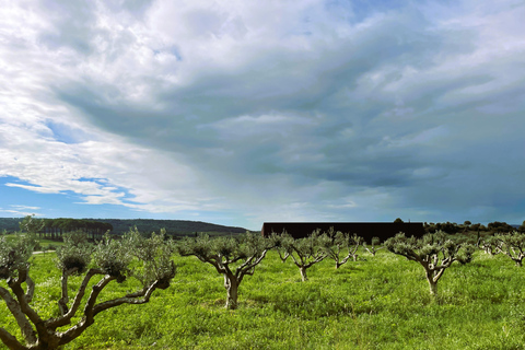 Montpellier : Visita un molino de aceite de oliva