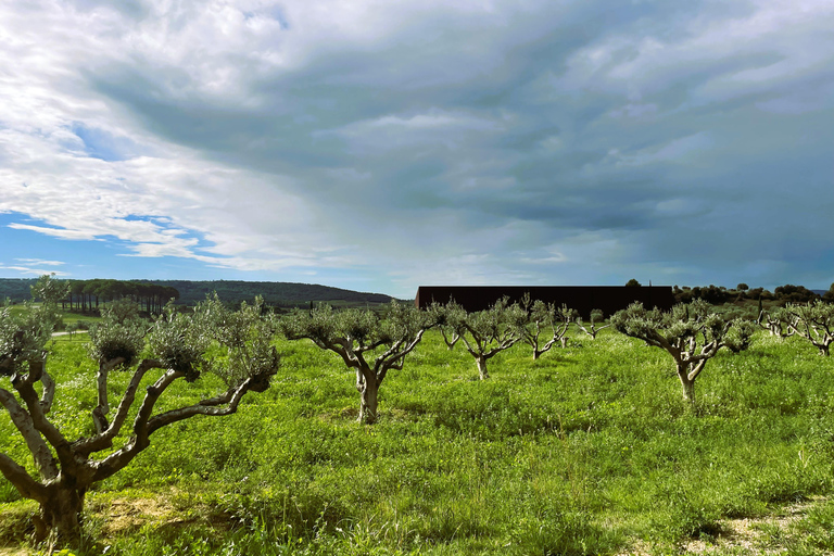 Montpellier : Visita un molino de aceite de oliva