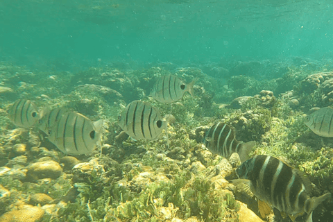 Boa Vista: Snorkeling w zatoce Gatas i wycieczka na północny wschód