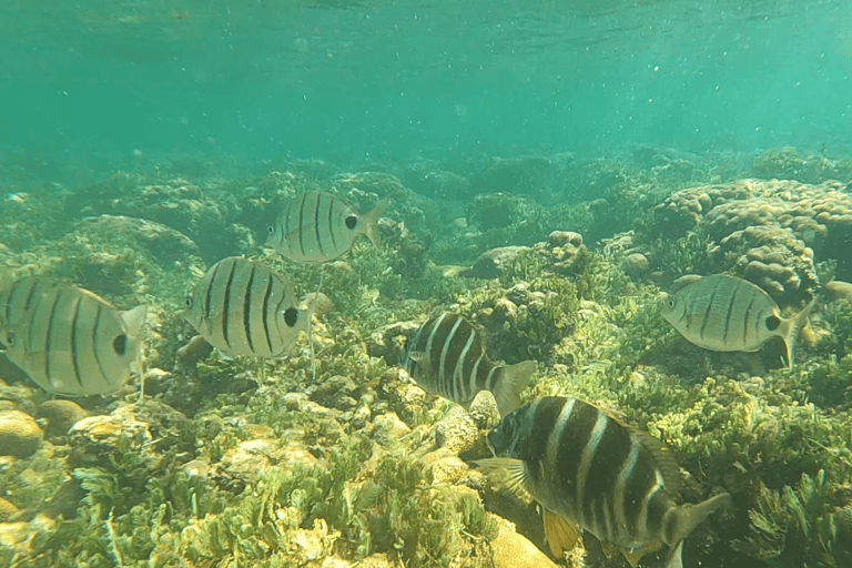 Boa Vista: Snorkeling w zatoce Gatas i wycieczka na północny wschód