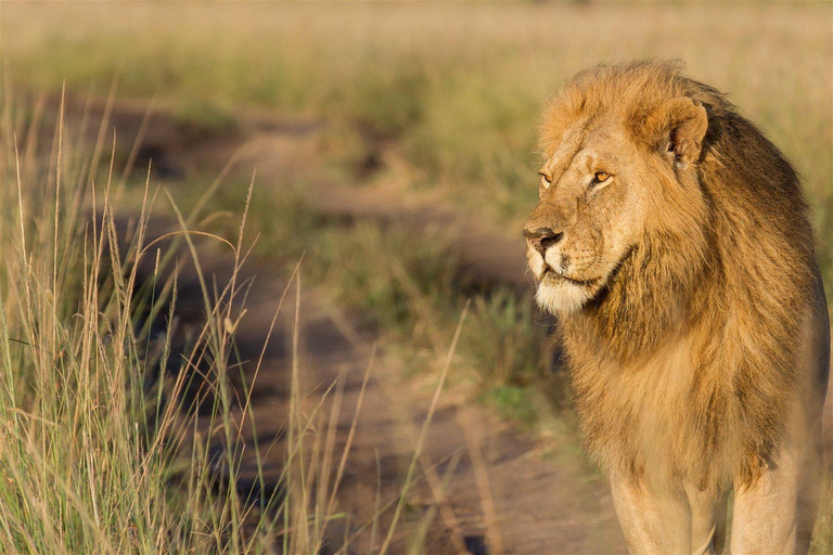 4 day safari in Masaai Mara and Lake Nakuru National Park 4 days Masaai Mara & Lake Nakuru with Landcruiser Jeep