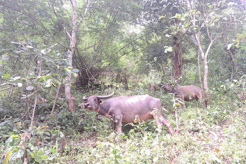 Chiang Mai: 2-dagars djungelvandring med elefantfarm och forsränning