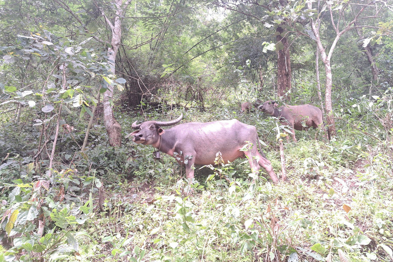 Chiang Mai: 2-dagars djungelvandring med elefantfarm och forsränning