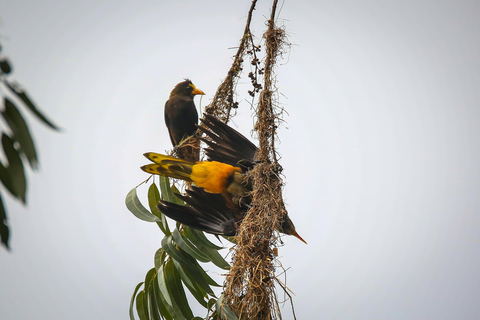 Vogelbeobachtung in Medellin mit einem erfahrenen Vogelbeobachter (Privat)