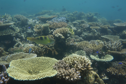 Pacific Harbour: Beqa Lailai Lounge with Lunch & Snorkeling