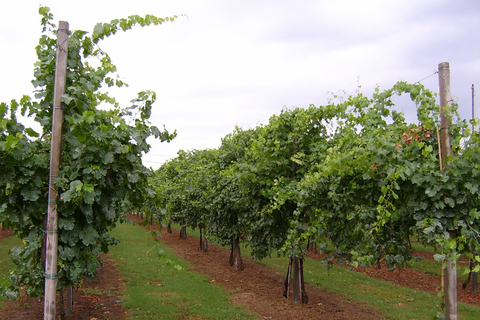 Modena: Visit and Tasting at an Antique Vinegar Cellar Modena: Guided tour of the Antica Acetaia with vinegar tasting