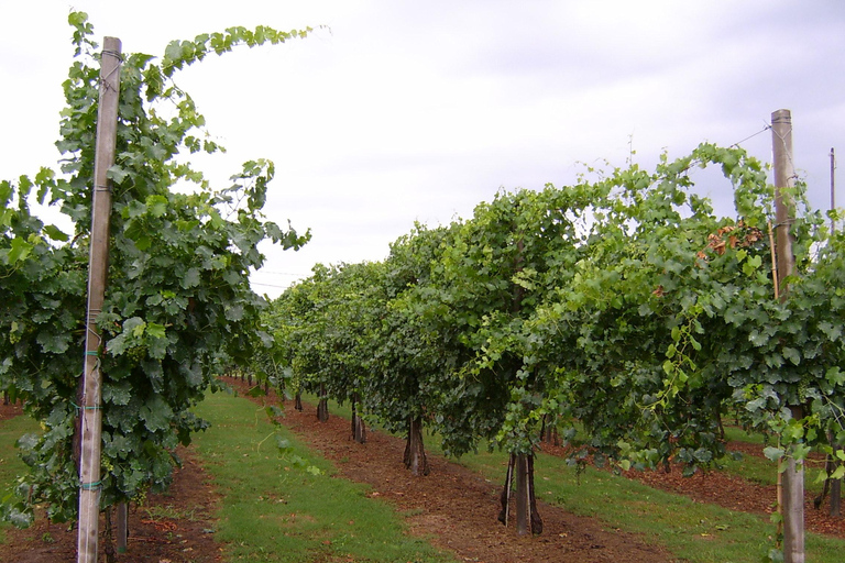Modena: Visit and Tasting at an Antique Vinegar Cellar Modena: Guided tour of the Antica Acetaia with vinegar tasting